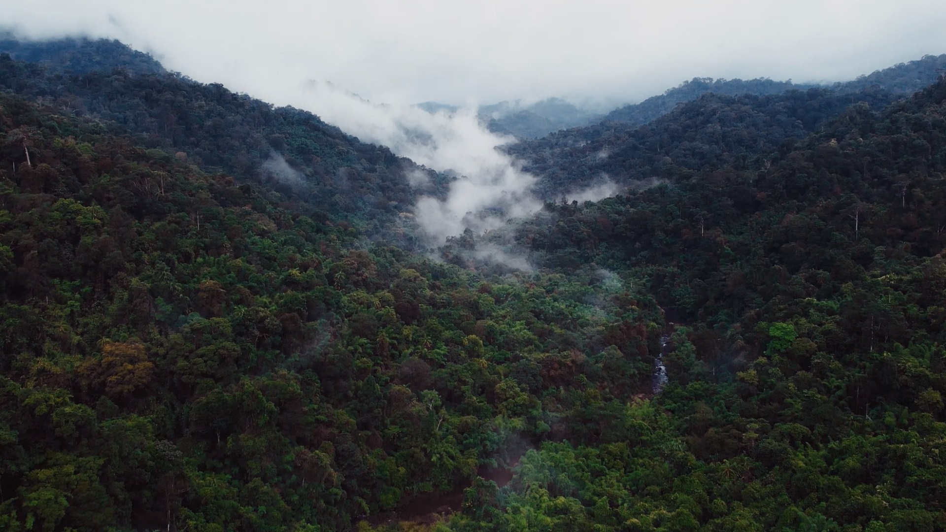 Grupul VELUX se angajeaza in parteneriat cu WWF sa sechestreze amprenta sa istorica de carbon