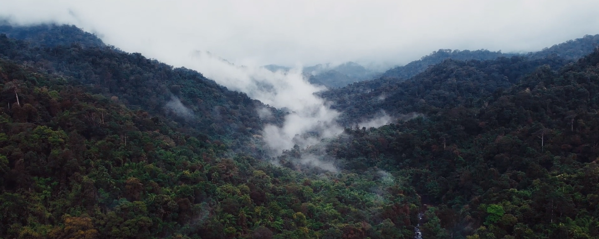 Grupul VELUX se angajeaza in parteneriat cu WWF sa sechestreze amprenta sa istorica de carbon