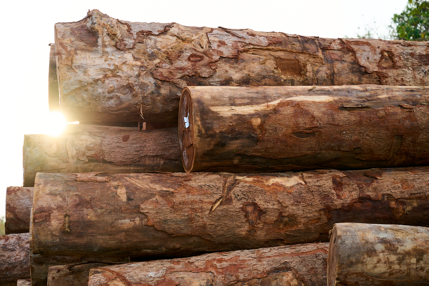 Jatoba, lemnul tropical certificat FSC, utilizat la fabricarea produselor mmcité