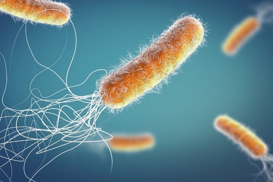 SCHELL - Atentie la conductele de apa rece - evitati Legionella si Pseudomonas aeruginosa