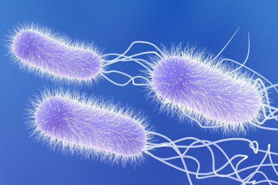 SCHELL - Contaminarea cu Pseudomonas aeruginosa