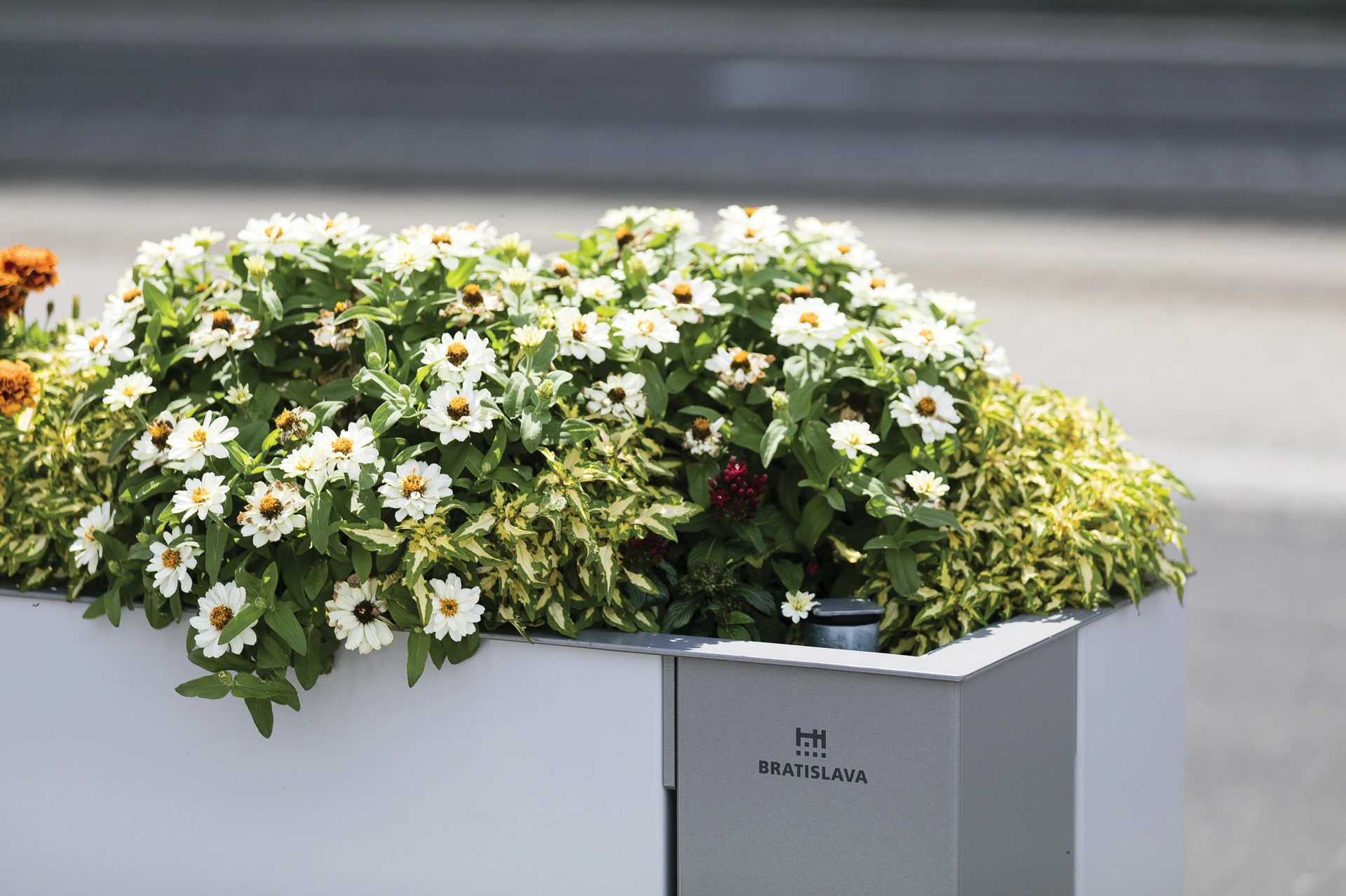 Jardiniere decor pentru plante mmcité Malageno