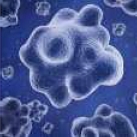 Plasma Quad Plus - Bacterii